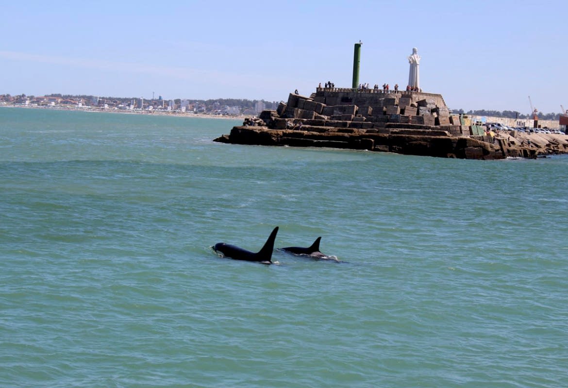 El Cristo y la Vista de ballenas 