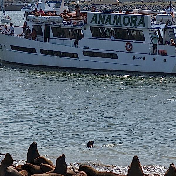 Crucero anamora reserva de lobos