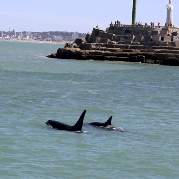 El Cristo y la Vista de ballenas