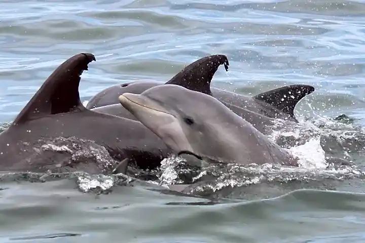 a dolphin jumping out of the water