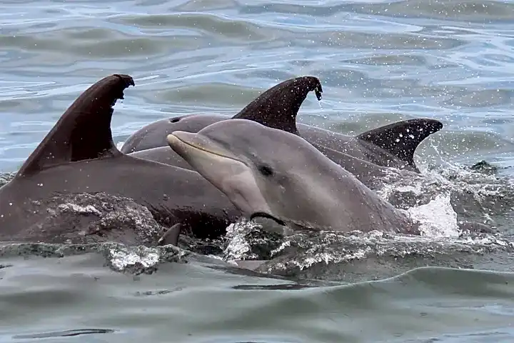 a dolphin jumping out of the water
