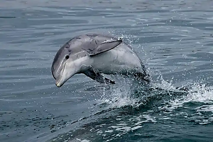 animal on the water