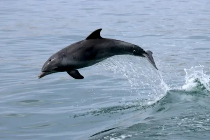a bird swimming in water next to the ocean