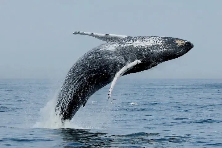 a whale jumping out of the water