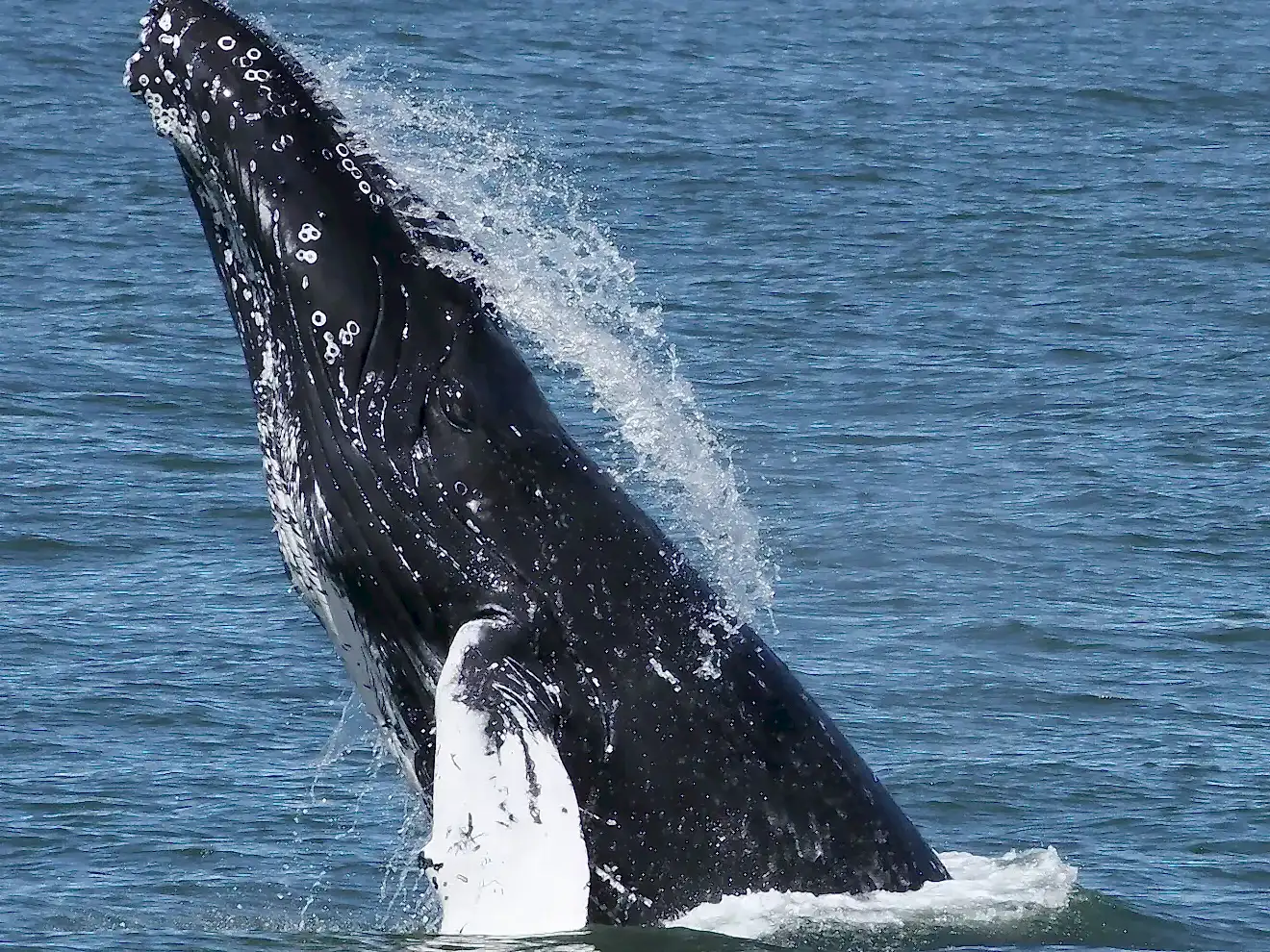 a whale jumping out of the water
