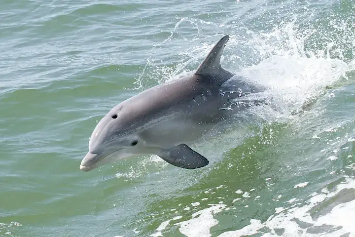 an animal swimming in the water