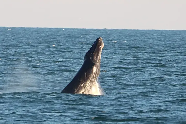 a whale jumping out of the water