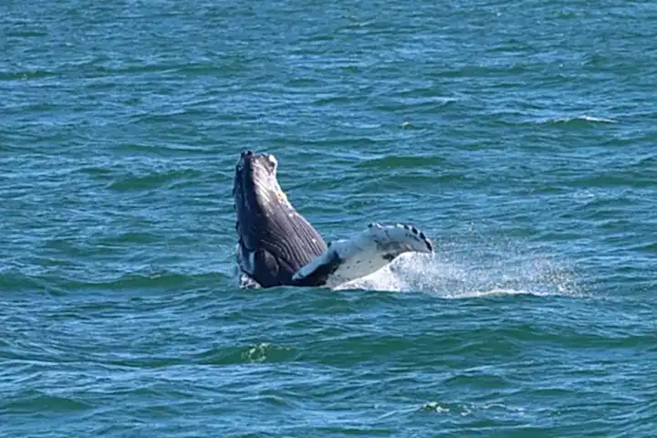 an animal swimming in the water