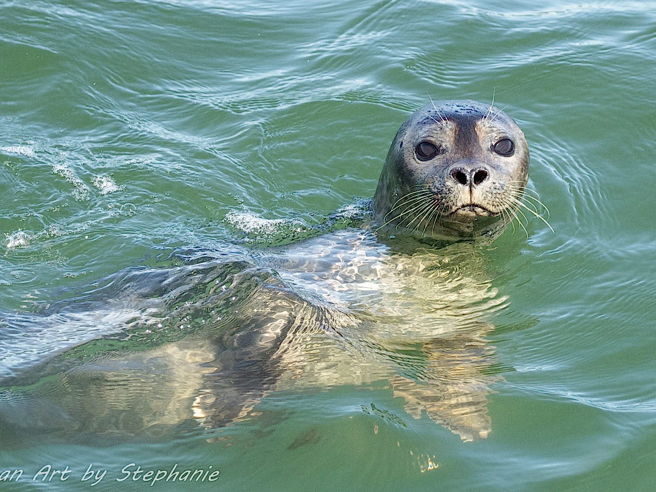 Seal