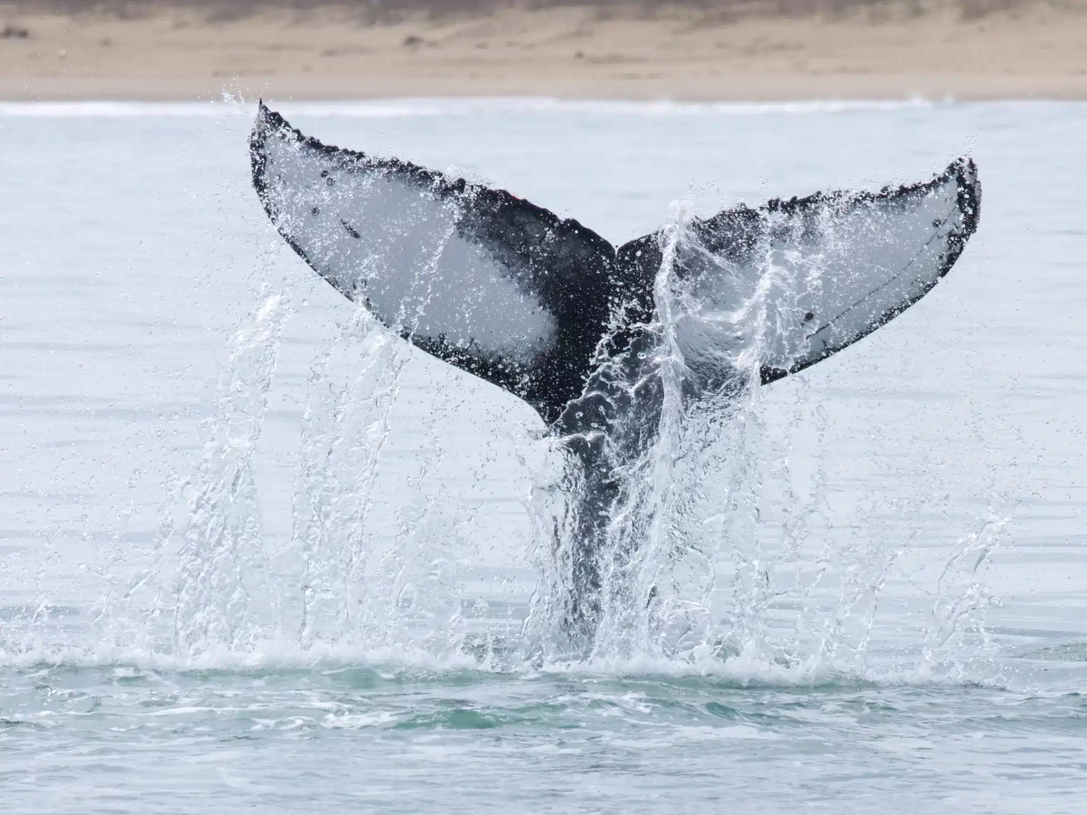 a whale jumping out of the water