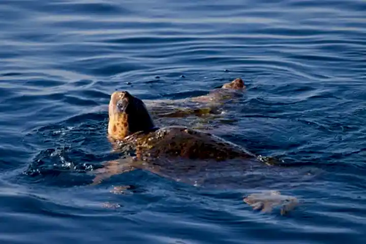 a dog swimming in a body of water
