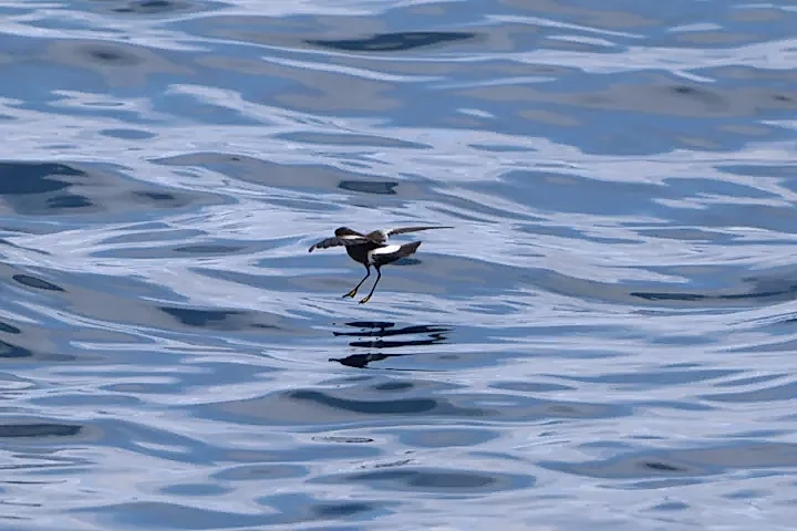 a bird swimming in water
