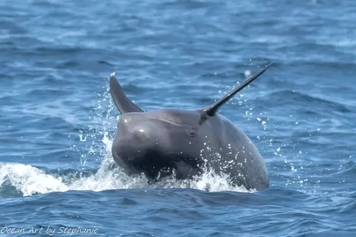 a dolphin jumping out of the water