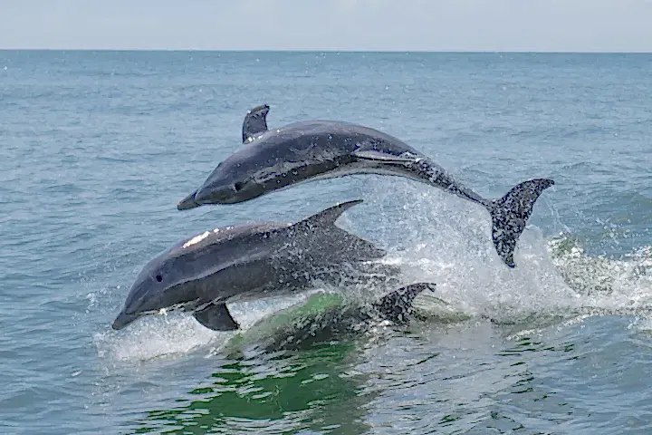 a fish jumping out of the water