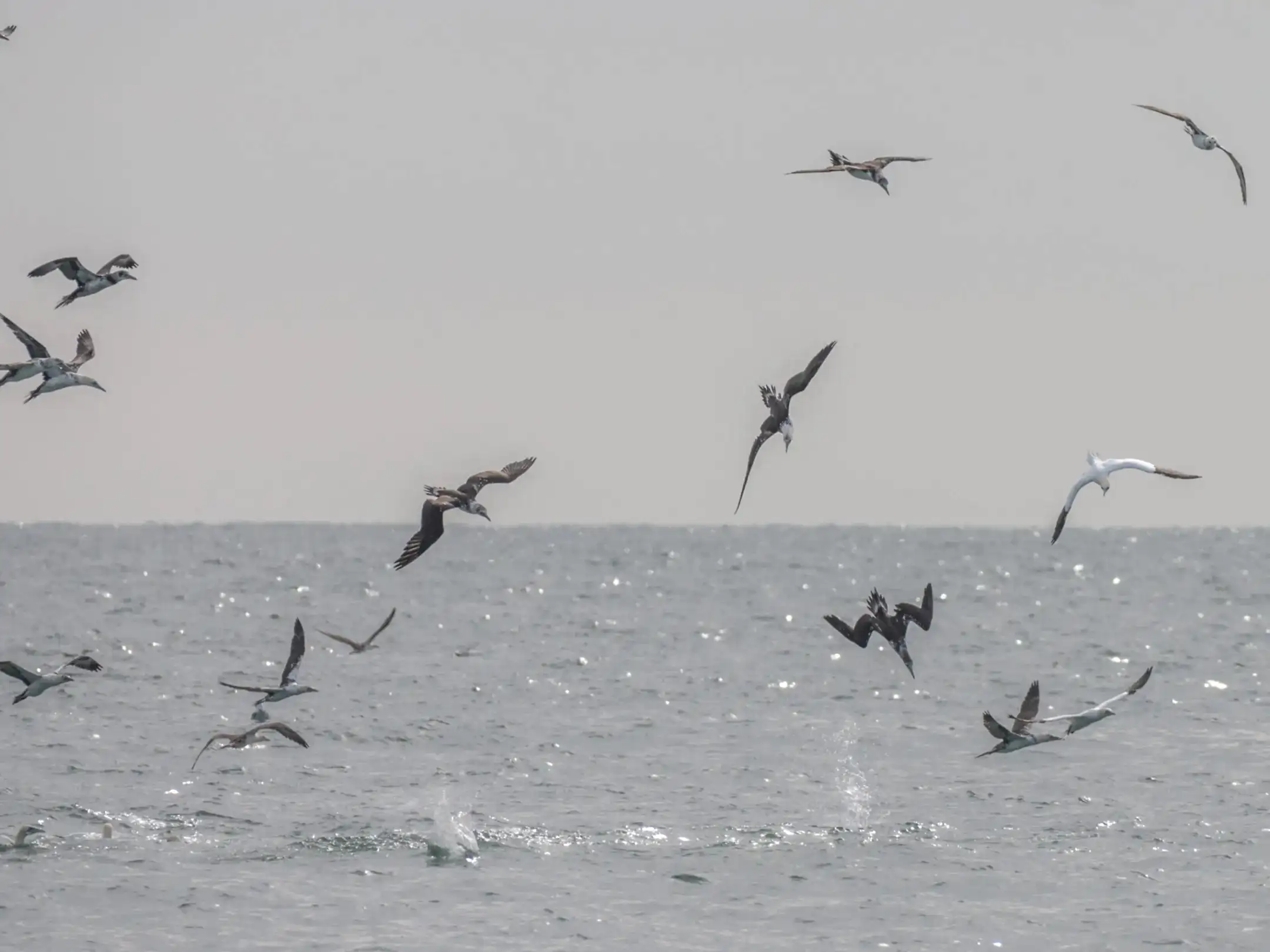 Seaguls