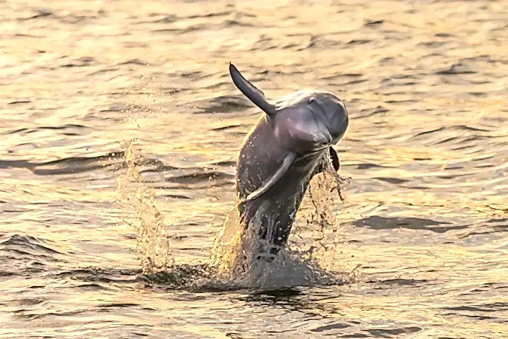 animal on the water