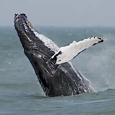 a man riding a wave on top of a body of water