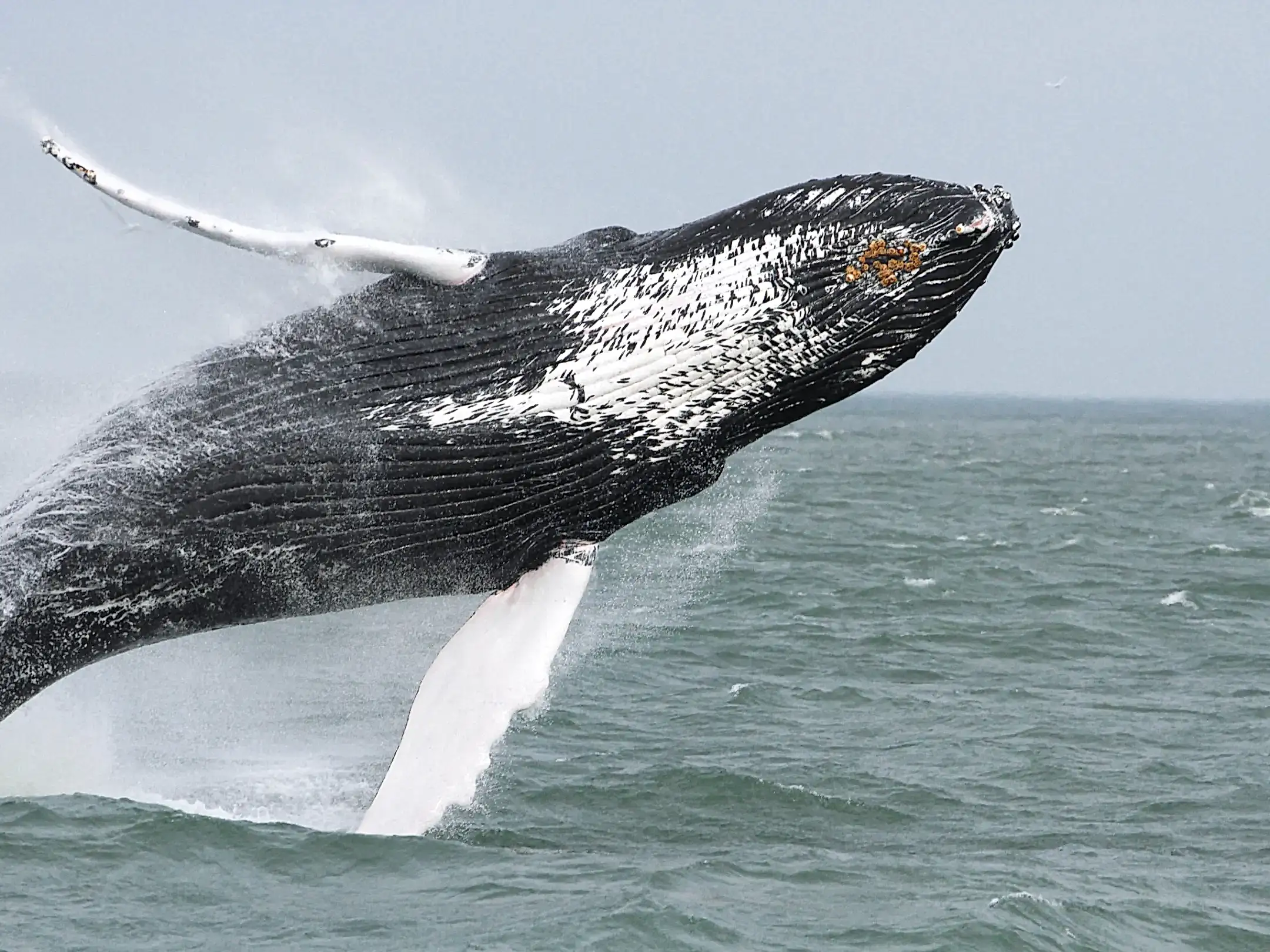 humpback whale breaching