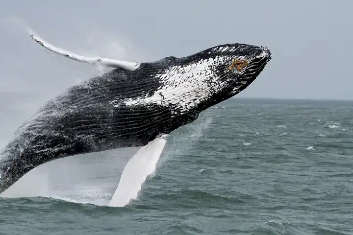 a man riding a wave on top of a body of water