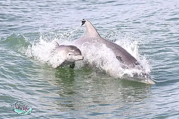 an animal swimming in the water