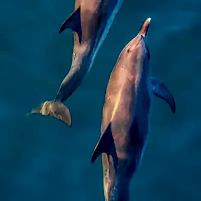 a dolphin jumping out of the water