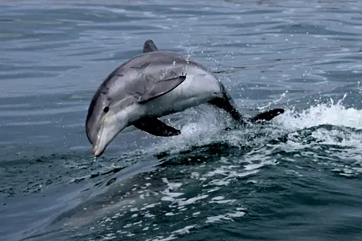 a dolphin jumping out of the water