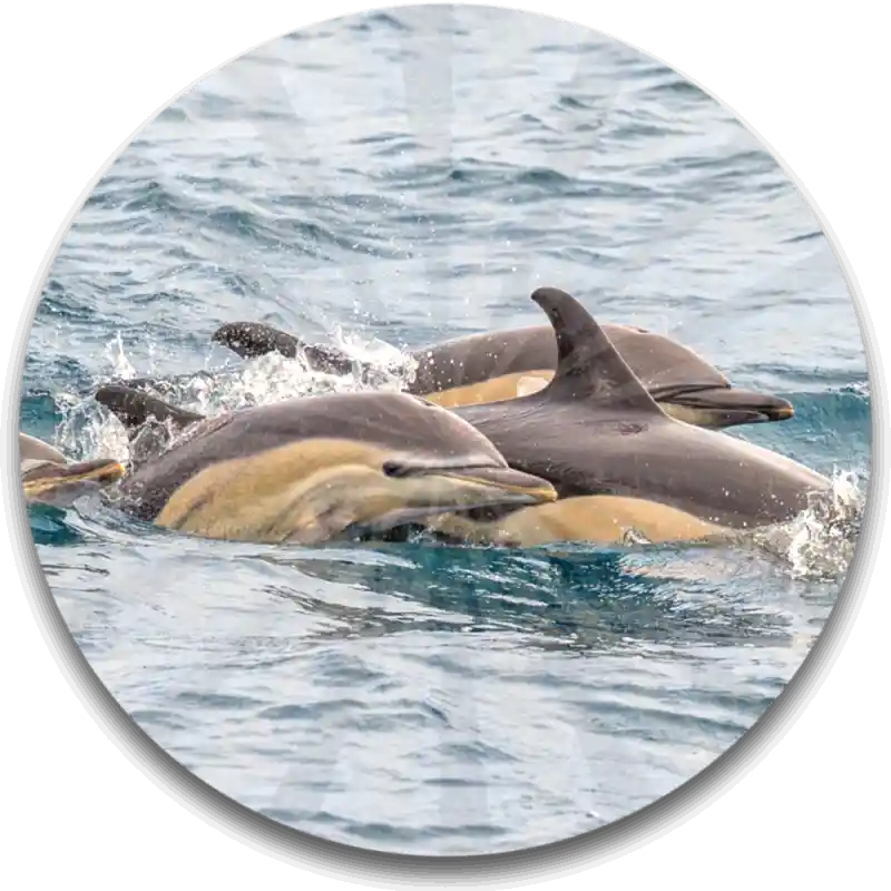 a dolphin jumping out of the water
