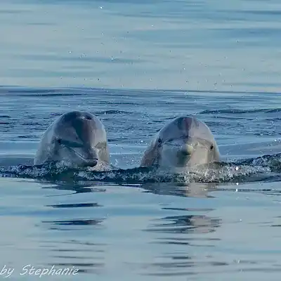 a dog swimming in a body of water