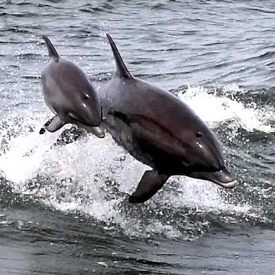 a dolphin jumping out of the water