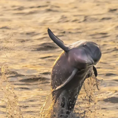 animal on the water